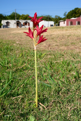 Zephyranthes bifida