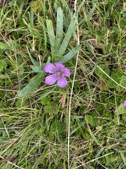Gentianella cerastioides