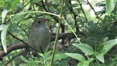 Euscarthmus meloryphus