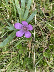 Gentianella cerastioides