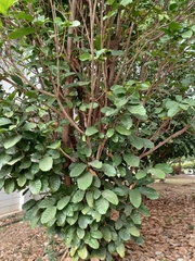 Sterculia monosperma