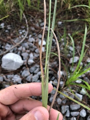 Paspalum praecox