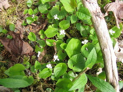 Viola macloskeyi