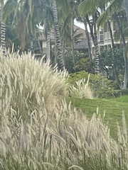 Ortygornis pondicerianus
