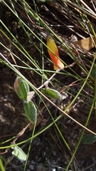 Marianthus bignoniaceus