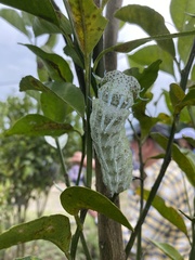 Attacus atlas