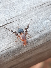 Acanthonevroides basalis