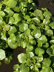 Nasturtium officinale