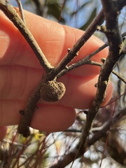 Disholcaspis quercusvirens