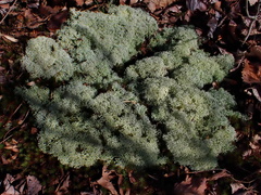 Cladonia subtenuis
