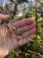 Disholcaspis quercusvirens