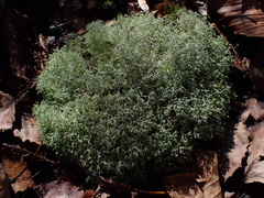 Cladonia subtenuis