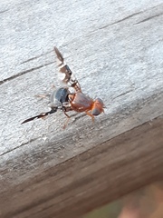 Acanthonevroides basalis