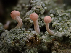 Dibaeis baeomyces