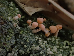 Dibaeis baeomyces