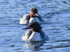 Mergus merganser
