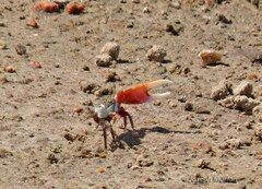 Leptuca uruguayensis