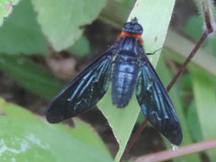 Cyananthrax cyanopterus