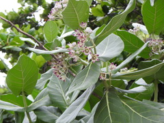 Calotropis procera