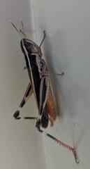 Macrotona