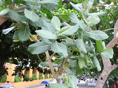 Calotropis procera