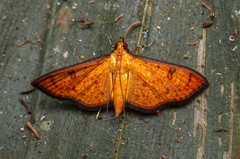 Lepidoptera