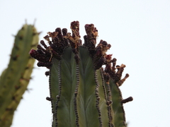 Isolatocereus dumortieri