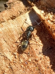 Camponotus