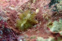 Thysanozoon tentaculatum