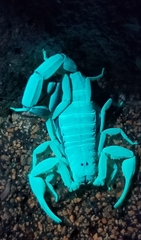 Centruroides guanensis