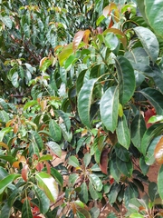 Elaeocarpus serratus