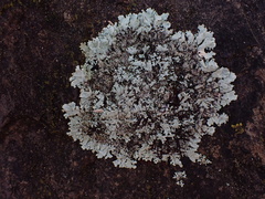 Myelochroa aurulenta