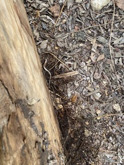 Plestiodon tetragrammus
