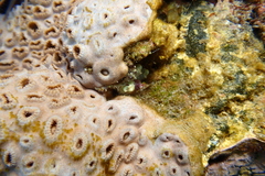 Palythoa tuberculosa