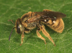 Lasioglossum bruneri
