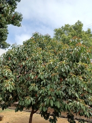 Elaeocarpus serratus