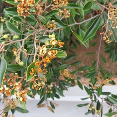 Alphitonia neocaledonica