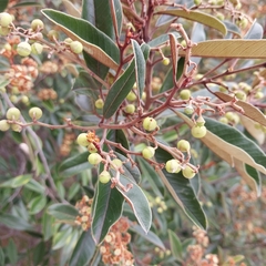 Alphitonia neocaledonica