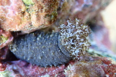 Holothuria cinerascens