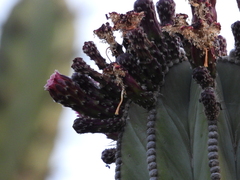 Isolatocereus dumortieri