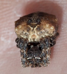Acanthepeira