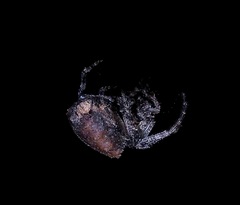 Acanthepeira