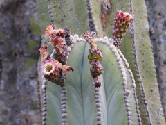 Isolatocereus dumortieri
