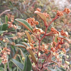 Alphitonia neocaledonica