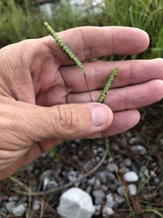 Paspalum praecox