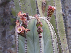 Isolatocereus dumortieri