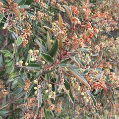 Alphitonia neocaledonica