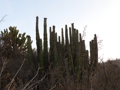 Isolatocereus dumortieri