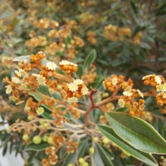 Alphitonia neocaledonica