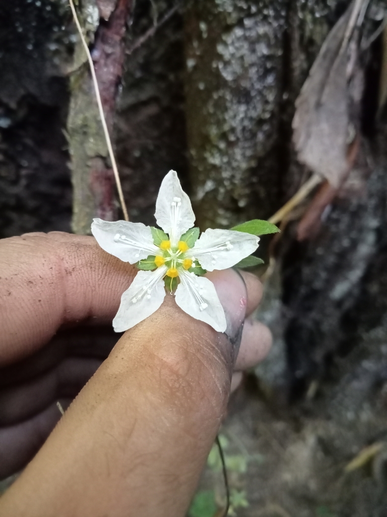 Grausa gayana (Grausa gayana)